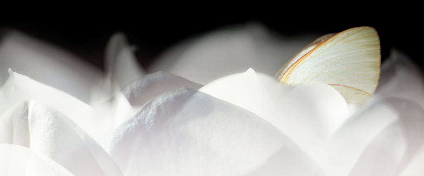 Adobe Accessibility Marquee